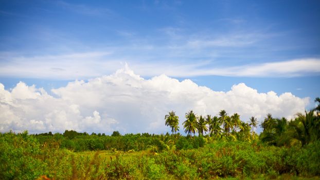 green landscape at summer day in Thailand