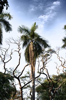 green coconut palm against cloudy sky at evening, Thailand