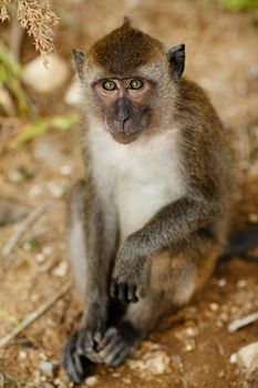 macaque monkey sitting on ground at summer day