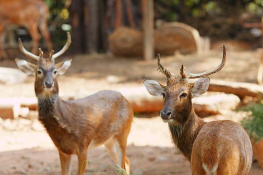 two Siamese Eld's deer, Brow-Antlered Deer, Thailand