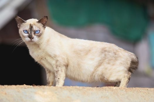 big cream siamese cat seriously looking, outdoor