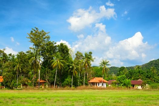 traditional green landscape with palm and houses, Krabi, Thailand