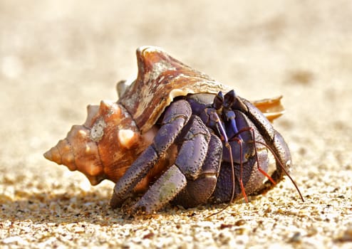 hermit crab on a beach in Andaman Sea
