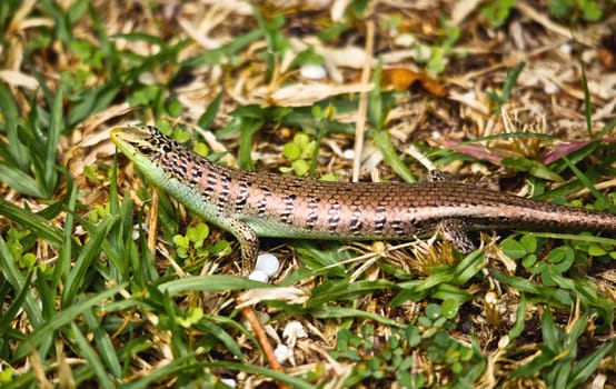 small skink in grass, Andaman Shore, Thailand