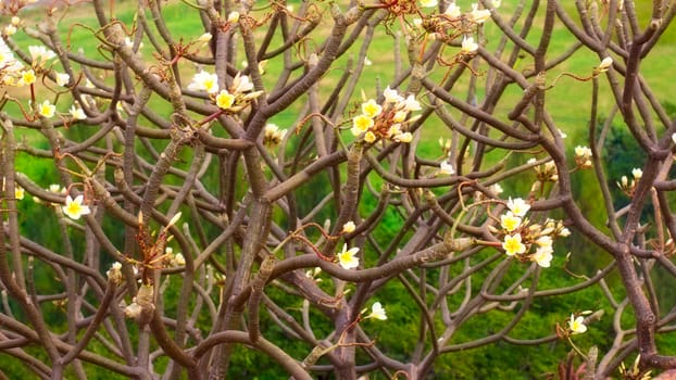 white plumeria flowers, at sunny day, background