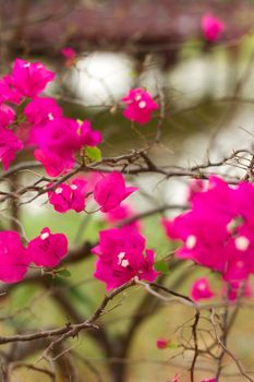 pink bougainvillea flowers, at sunny day, background