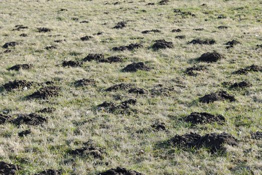 molehills in the field