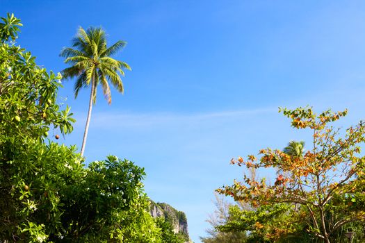 green thai trees against blue sky background