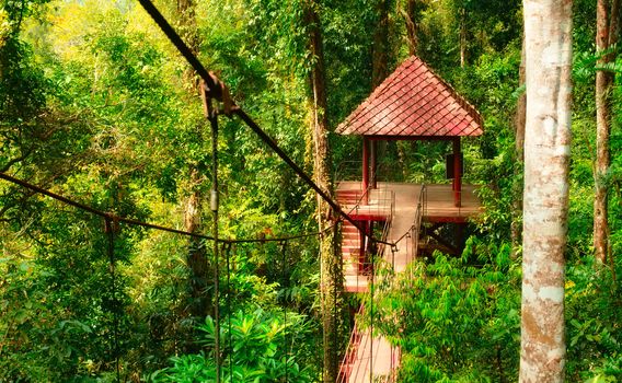 canopy way in botanical garden at Trang, Thailand