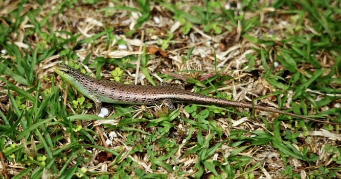 small skink in grass, Andaman Shore, Thailand