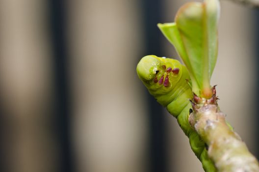 worm in green nature or in the garden