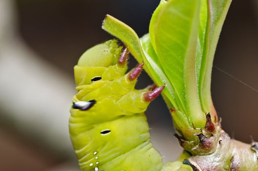 worm in green nature or in the garden