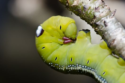 worm in green nature or in the garden