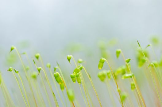 Fresh moss in green nature or in old stone or old wall