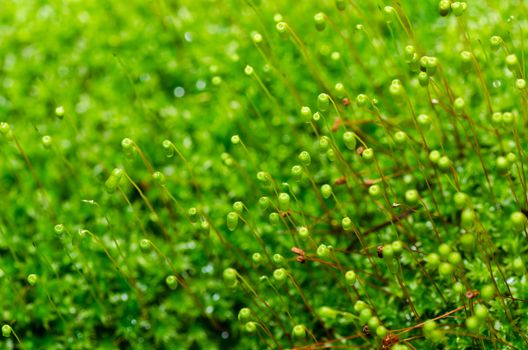 Fresh moss in green nature or in old stone or old wall