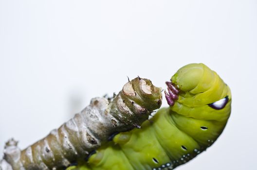 worm in green nature or in the garden