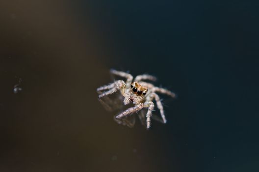 jumping spider in green nature or in the garden