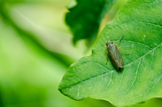 Aphid insect in green nature or in the garden