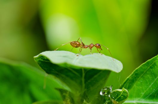 red ant in green nature or in forest