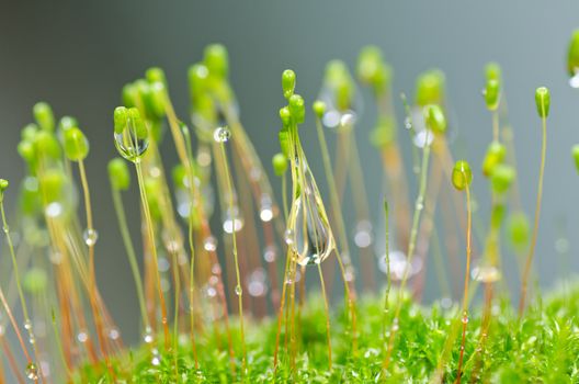 Fresh moss in green nature or in old stone or old wall