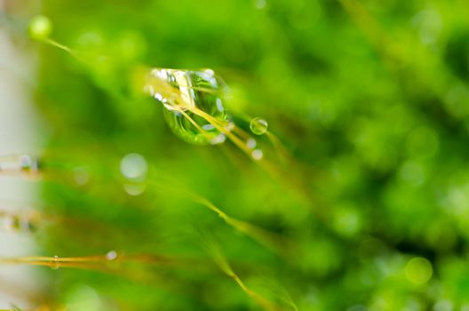 fresh water drops in green nature or in forest