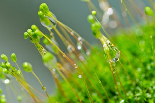 Fresh moss in green nature or in old stone or old wall