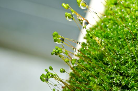 Fresh moss in green nature or in old stone or old wall