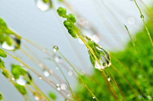 Fresh moss in green nature or in old stone or old wall