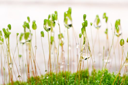 Fresh moss in green nature or in old stone or old wall