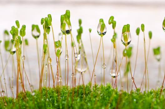 Fresh moss in green nature or in old stone or old wall