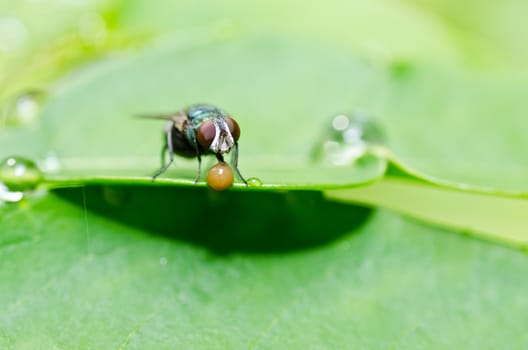 fly in green nature or in the city