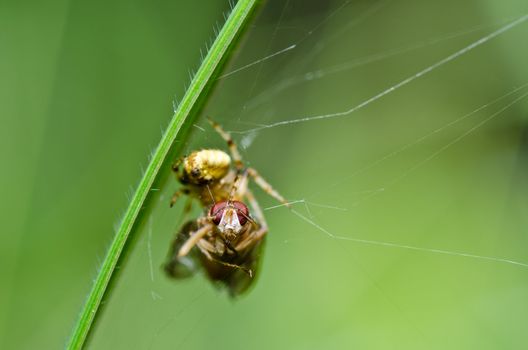 spider in nature or in the garden