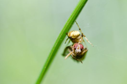 spider in nature or in the garden