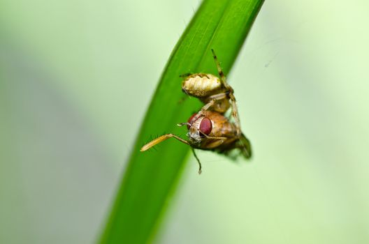 spider in nature or in the garden