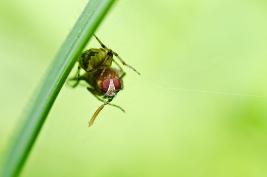 spider in nature or in the garden