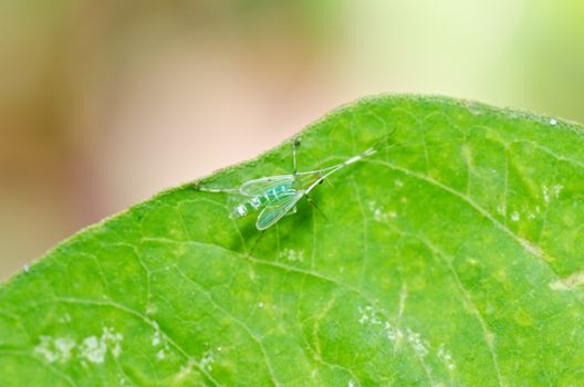 mosquito in nature or in the city