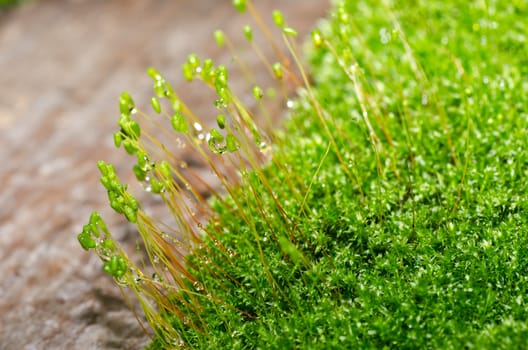 Fresh moss in green nature or in old stone or old wall