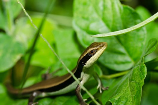 hide Skink in garden or in green nature