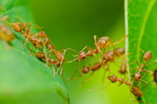 red ant in green nature or in forest