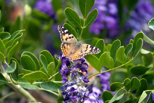 orange Butterfly on blooming purple lilac with green leafs