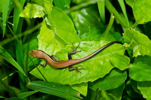 hide Skink in garden or in green nature