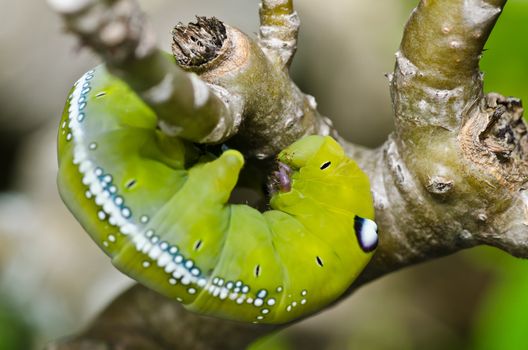 worm in green nature or in the garden