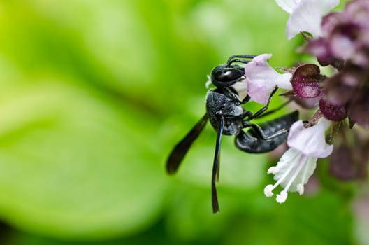 black wasp in green nature or in garden. It's danger.