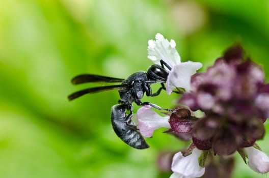black wasp in green nature or in garden. It's danger.