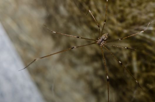 spider in nature or in the garden