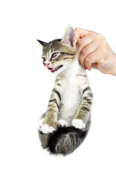 An image of a little kitten in a hand