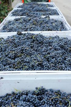 An image of boxes with ripe tasty blue grapes
