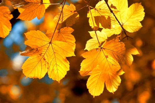 A background of yellow leaves