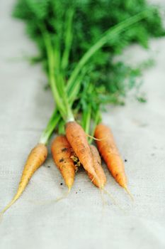 An image of a group of raw orange carrots