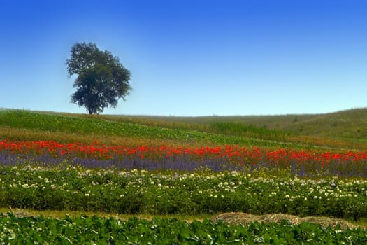 An image of tree on the field